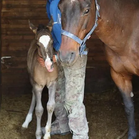 게스트하우스 Centro Storico Raiano