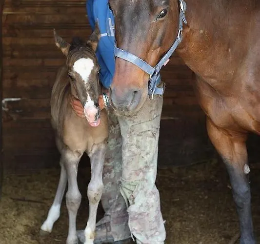 Πανσιόν Centro Storico Raiano